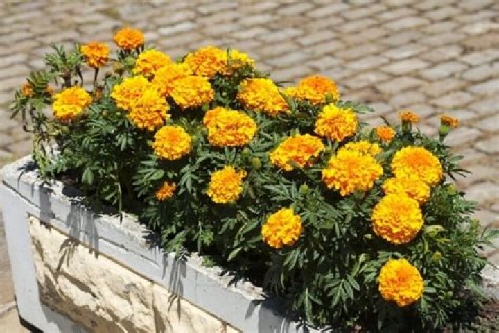 Are marigolds safe for pets?