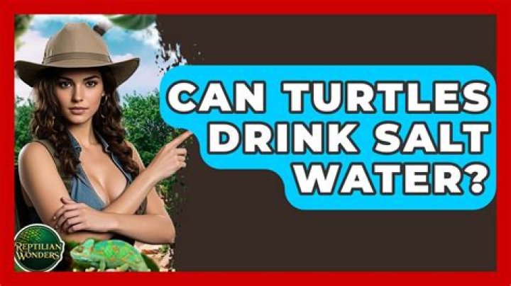 Can turtles drink salt water?