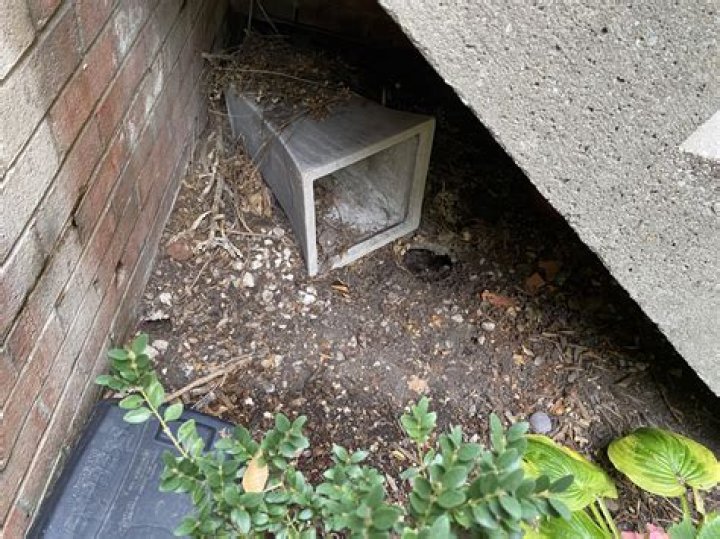 Do rats burrow under trees?