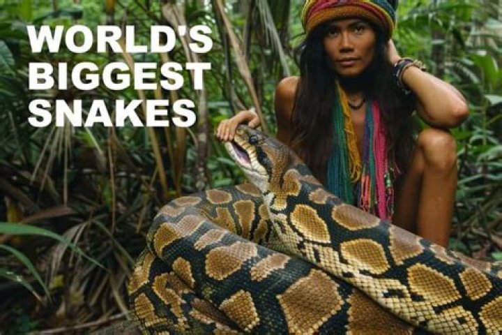 How to Find the Biggest Snake in the World and Why You Shouldnt |