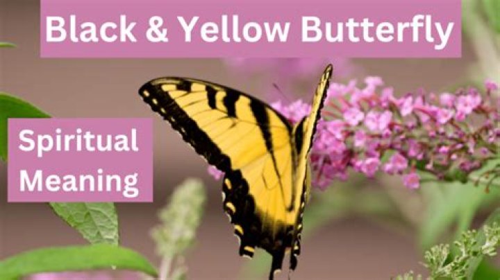Unveil The Deeper Meaning Of "Black And Yellow": Discoveries And Insights