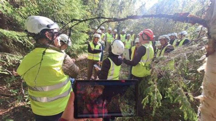 Unveiling The Secrets Of Ben Napier's Forestry Expertise
