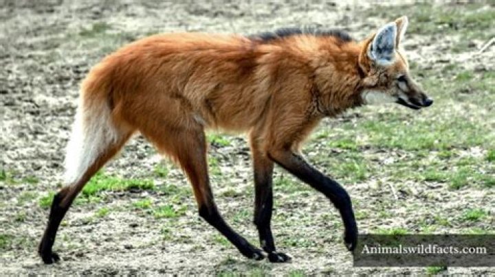 What is the most shy animal?