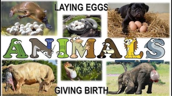 Which animal gives birth to baby and dies?